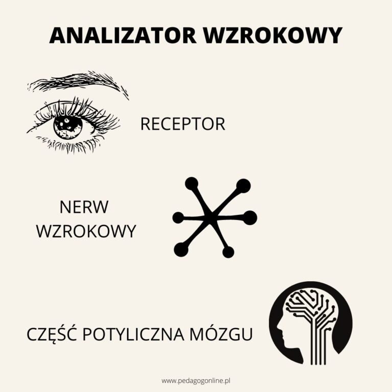 Co to jest percepcja wzrokowa? – Pedagog Online