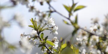 Wiosenna pielęgnacja mózgu – pomysł na zajęcia z uczniami