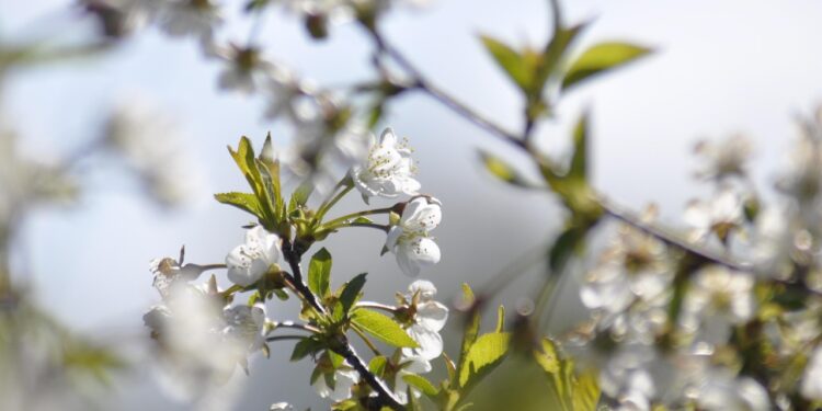 Wiosenna pielęgnacja mózgu – pomysł na zajęcia z uczniami